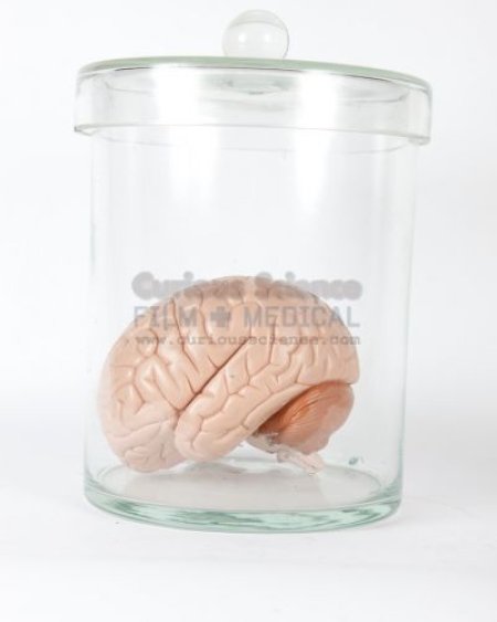 Model of brain in jar