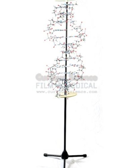Large DNA model on stand