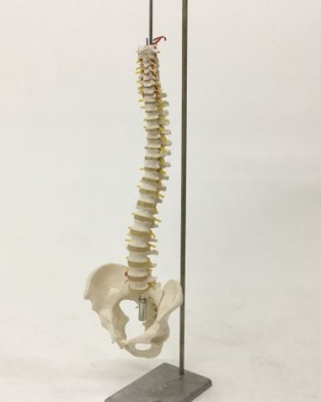 Spinal cord on stand