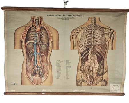 Organs Of The Chest & Abdomen 