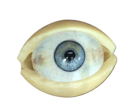 Wax Large Eye Model