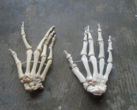 Skeletal Hand (composite)