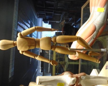 wooden body model on stand 