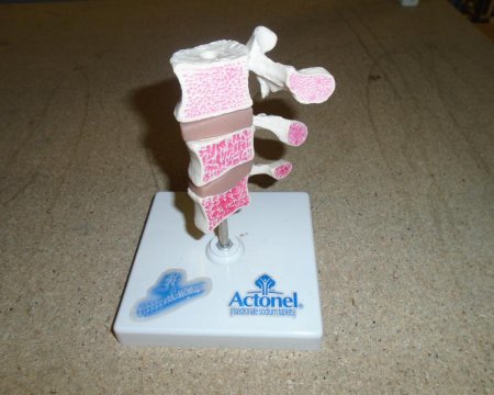 Spine Model