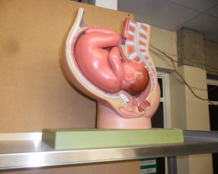 pregnancy baby training model on green stand 