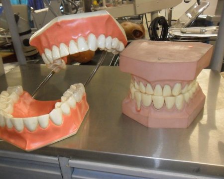 Dental model