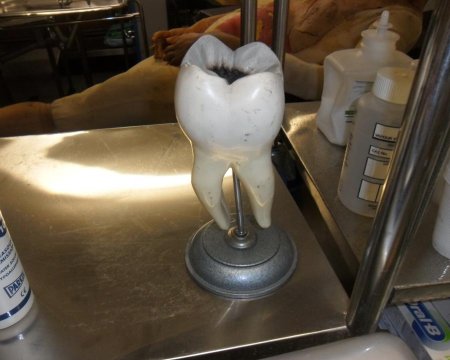 tooth Model on stand 
