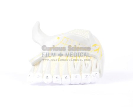 Upper Tooth Model