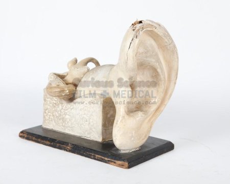 Period Ear Model