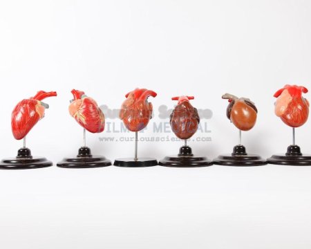 Period Heart Models
