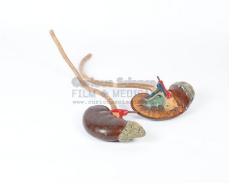 Model of kidneys
