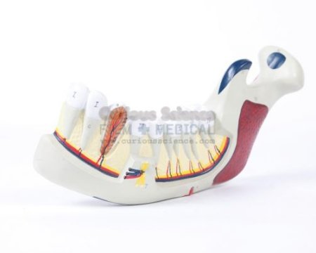 Tooth Model showing nerves