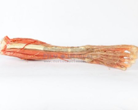 Resin model of leg