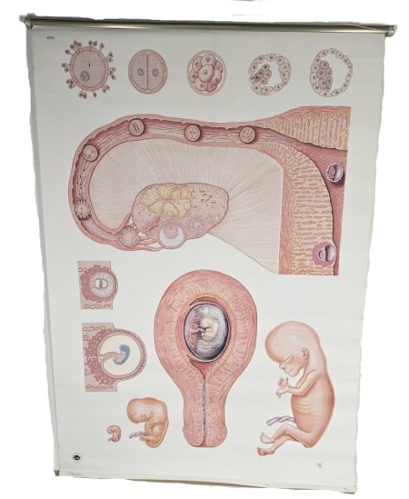 Poster Of A Embryo 