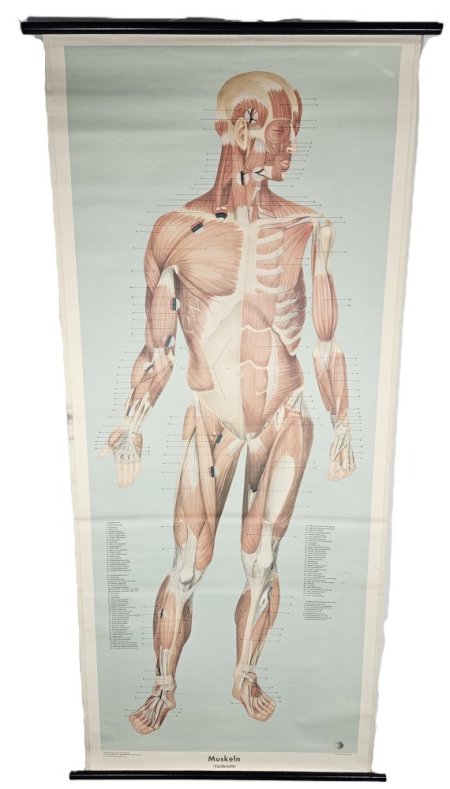 Anatomical Poster