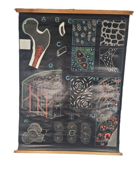 Biology Poster