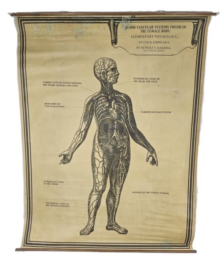 Blood Vascular System Found In The Human Body