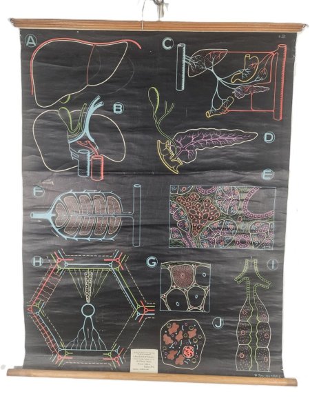 Biology Poster