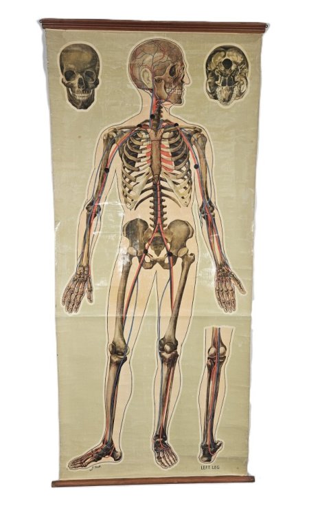 Period Anatomical Poster