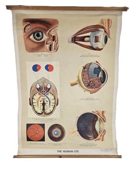 Poster Of A Human Eye