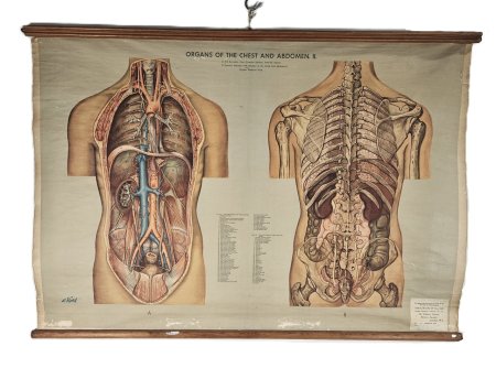 Organs Of The Chest & Abdomen 