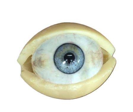 Wax Large Eye Model