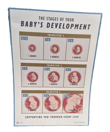 Baby Development Poster Large