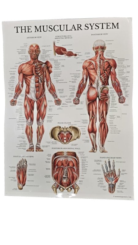 The Muscular System - The Skeletal System Laminated Poster