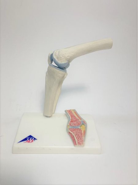 Knee Joint Skeletal Model