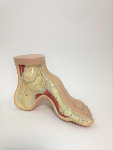 Foot Teaching Model