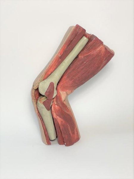 Knee joint model