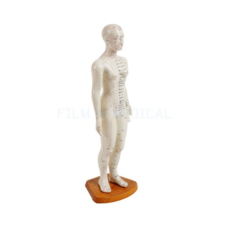 Acupuncture Model Female