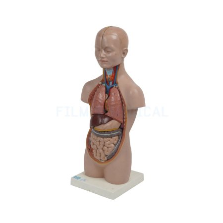 Anatomical Torso Model Small