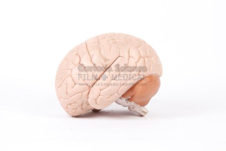 Teaching Brain Model