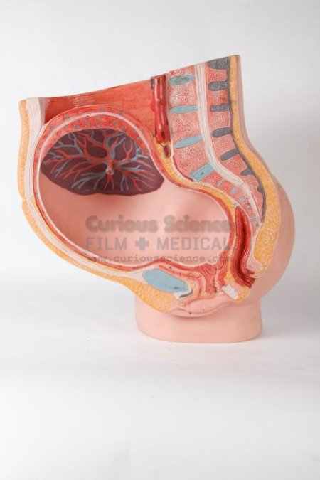 Female Reproductive Organ