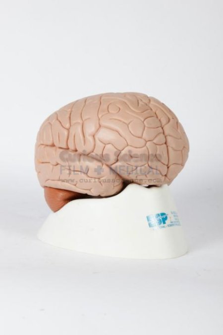 Teaching Brain Model