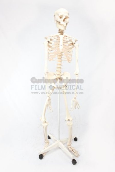 Skeleton Model