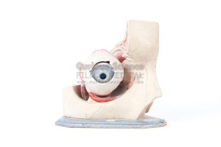 Anatomical model of eye