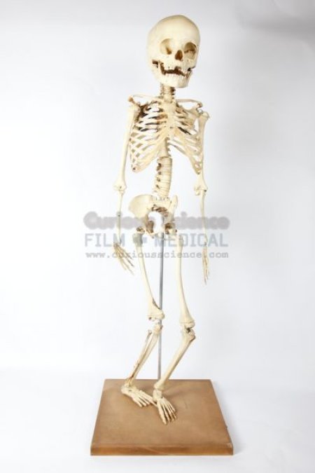 Child Skeleton