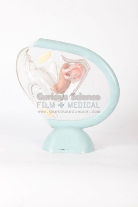 Model of Female reproductive system