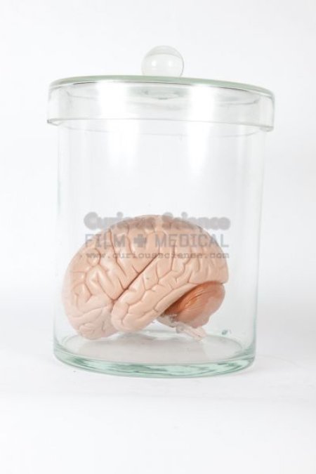 Model of brain in jar