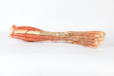 Resin model of leg