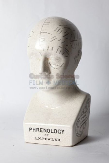 Phrenology model of head