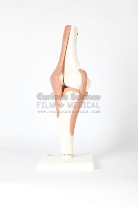 Model of Knee